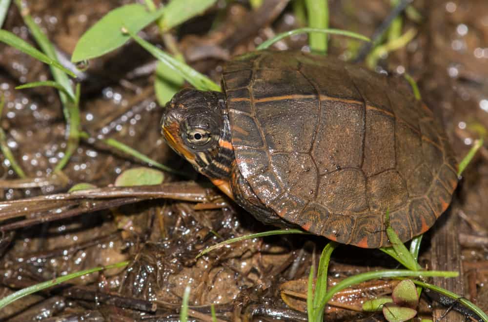 12 Things Baby Painted Turtles Like to Eat Most