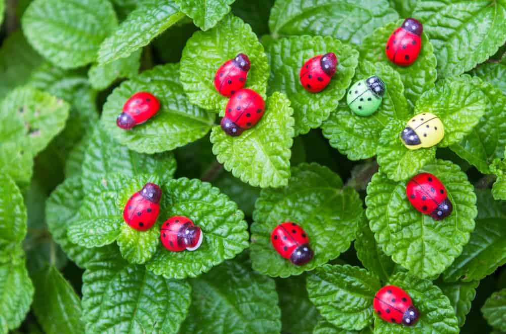 16 Things Ladybugs Like to Eat Most