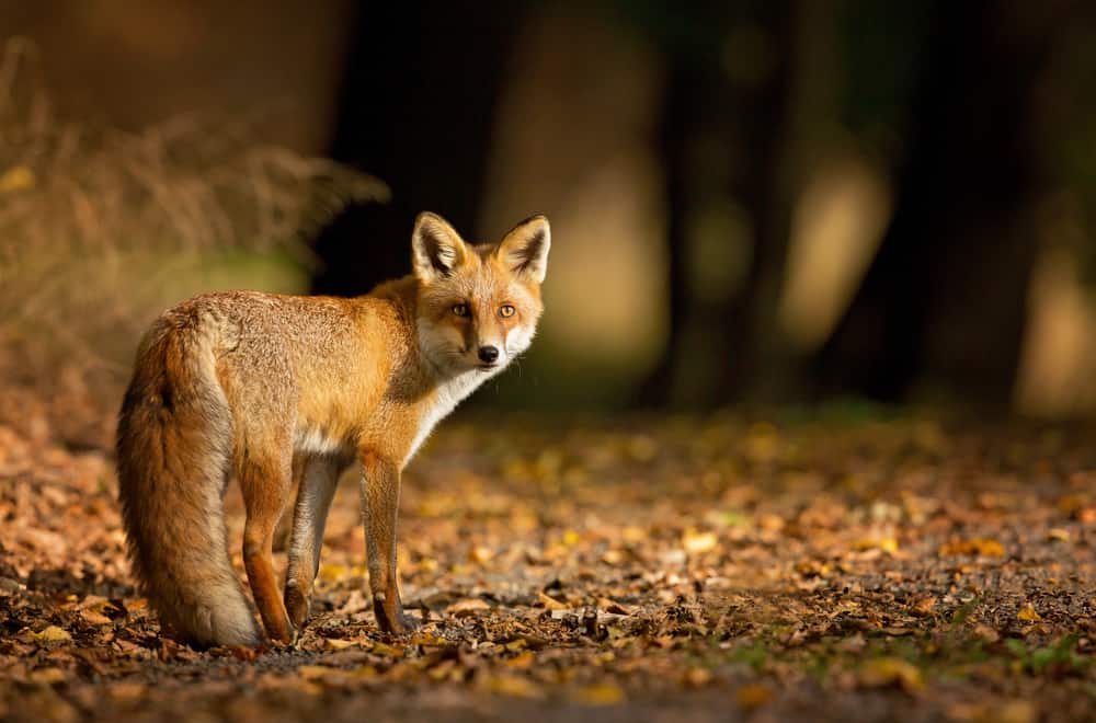 4 Main Things Foxes Like To Eat (Foods Avoid)
