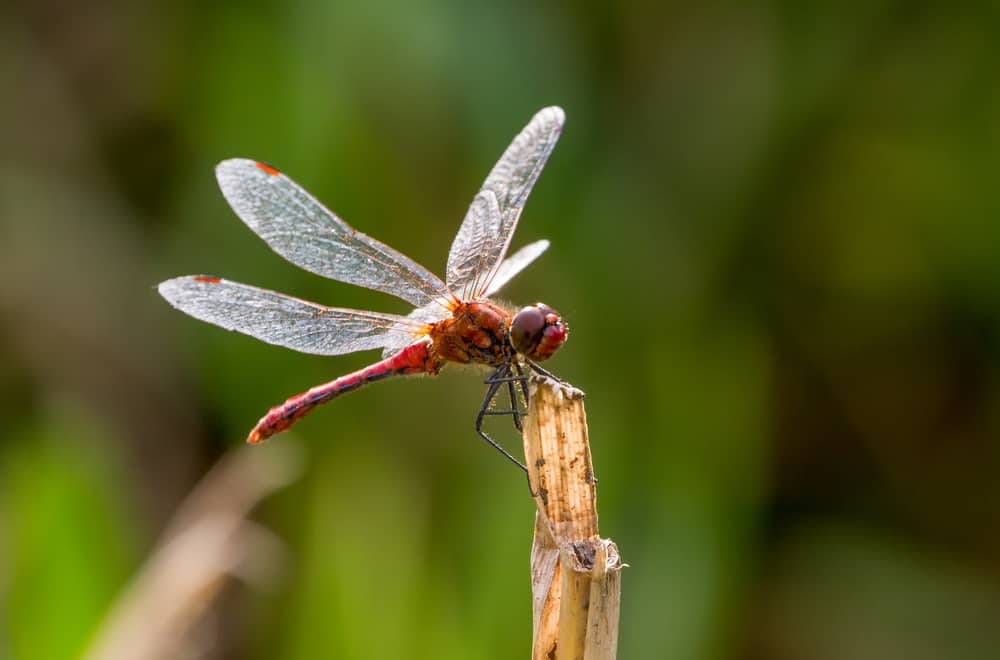9 Things Dragonflies Like to Eat Most