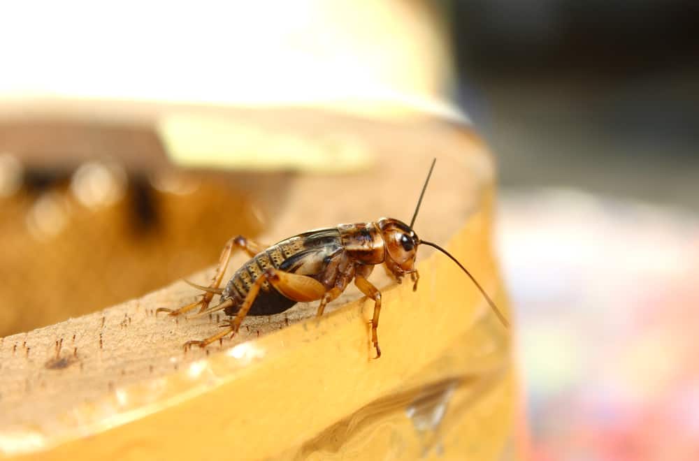 Crickets need water, but you shouldn't set out a dish of water for them.
