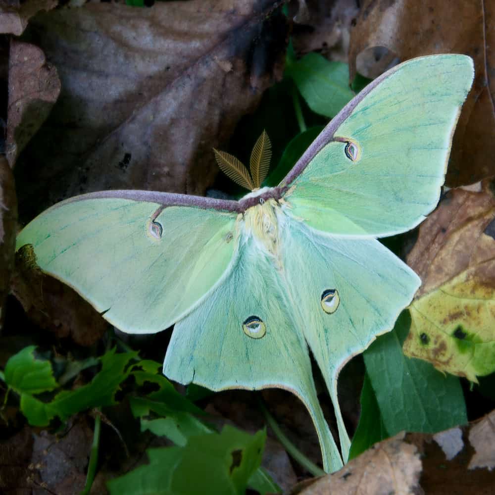 Do Enzymes Aid in the Diet of the Luna Moth
