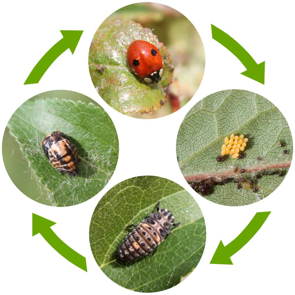 Life,Cycle,Of,Two-spot,Ladybird,Or,Adalia,Bipunctata.,Stages,Of