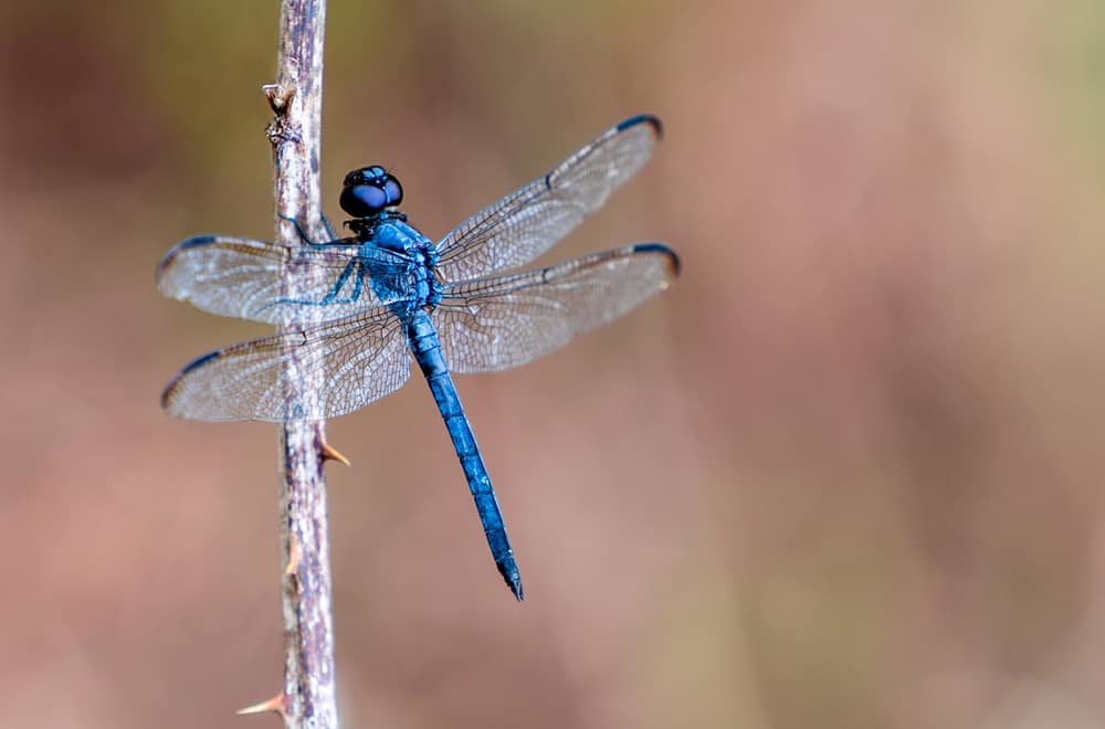 Dragonflies Habits and Biology