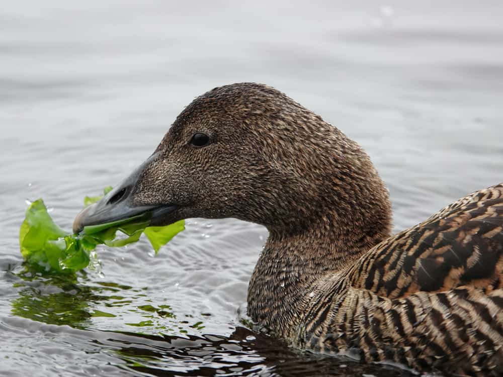 Duck Eat FAQs