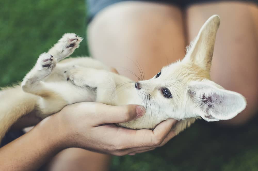 Fennec Foxes Habits and Biology