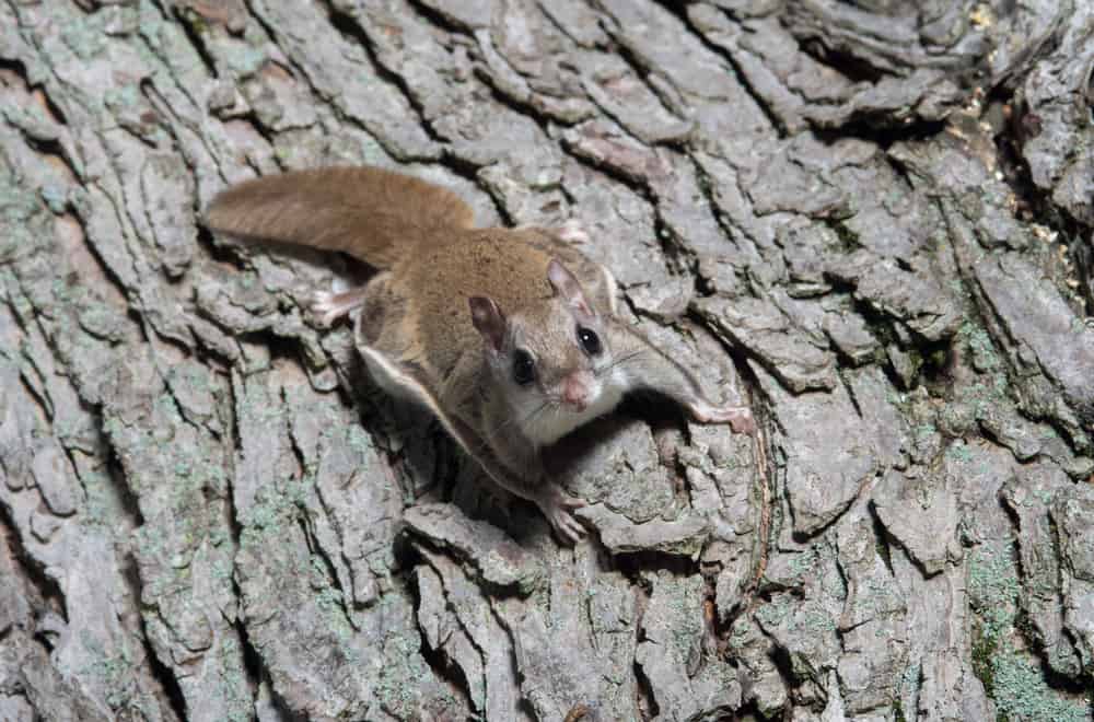 Flying Squirrel Habits and biology