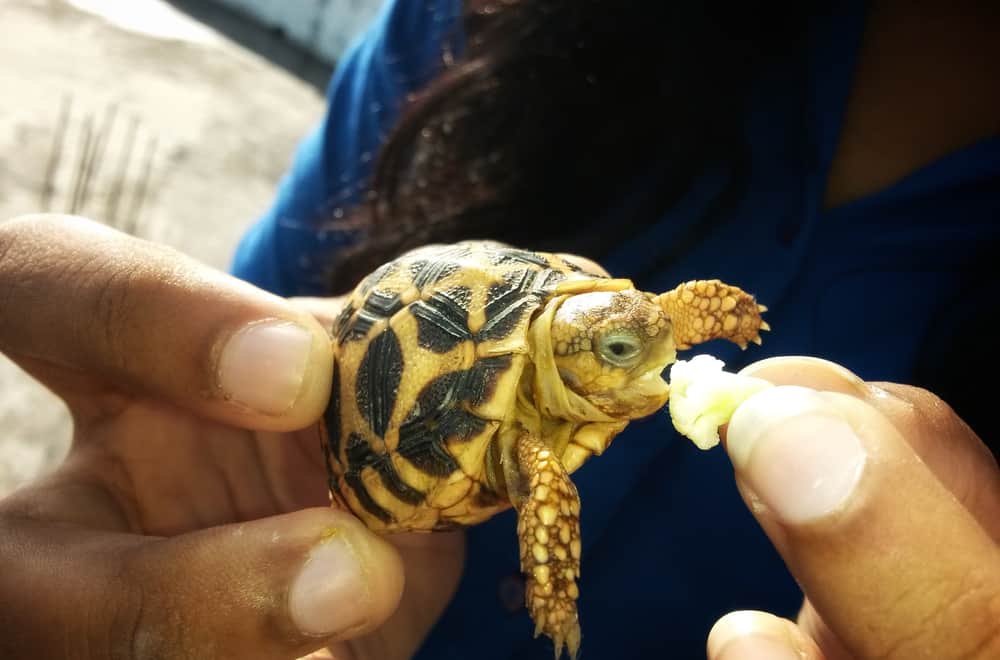 Food Avoid To Feed Feeding A Baby Turtle