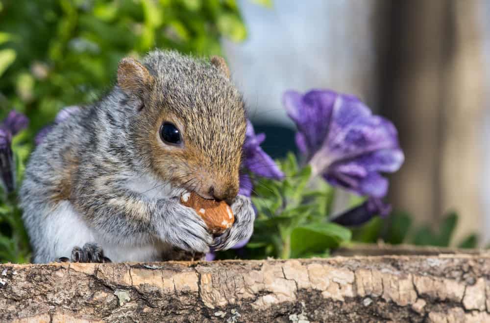 Food Avoid to Feed Baby Squirrels
