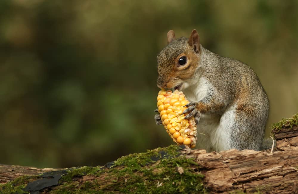 Food to Avoid When Feeding Squirrels