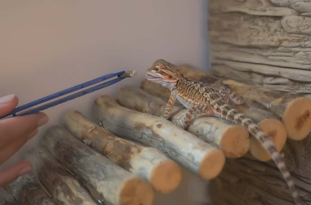 Foods Baby Bearded Dragons Should Avoid