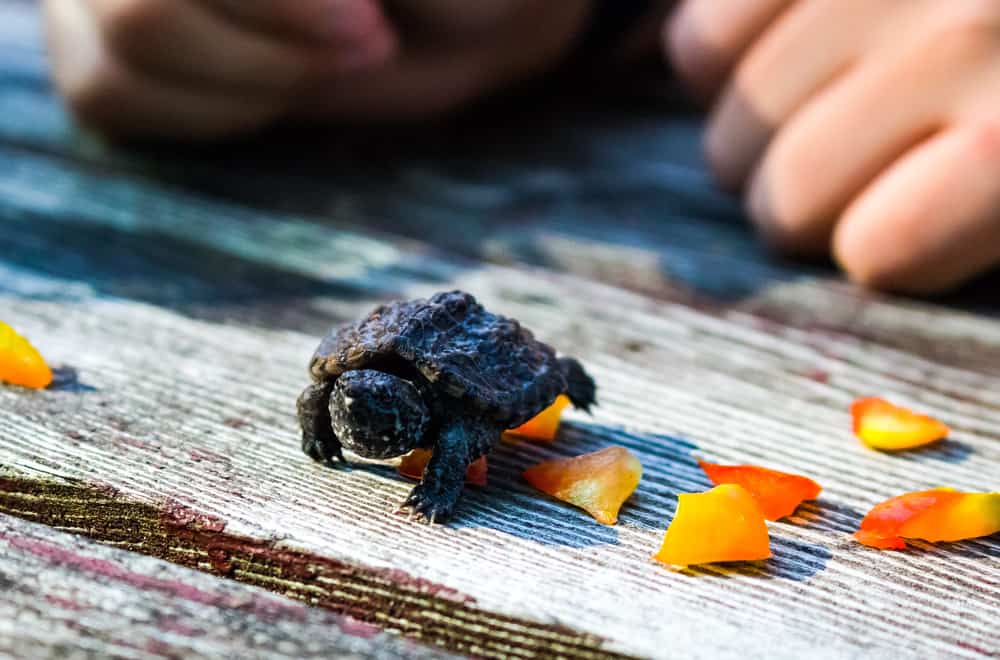 Foods Baby or Adult Snapping Turtles Should Avoid