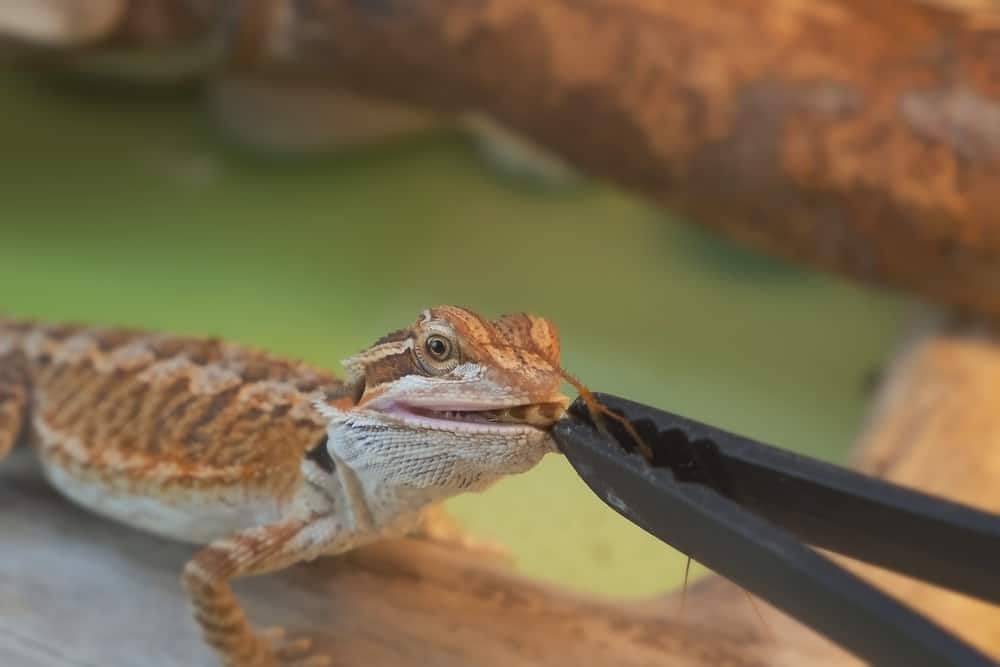 Foods Bearded Dragons Should Avoid