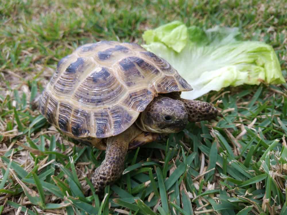 Foods Box Turtles Like to Eat Most