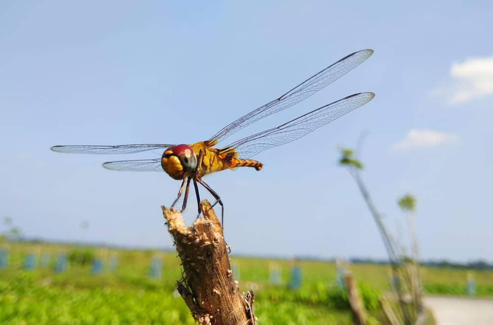Foods that Dragonflies Should Avoid