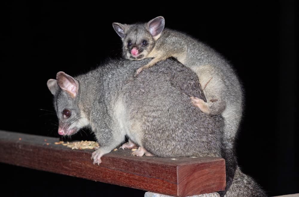 Foods to Avoid Feeding To Possums