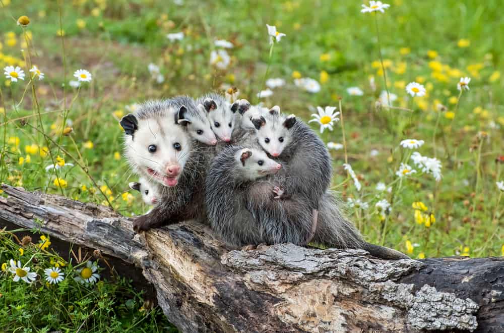Possums’ Habits and Biology