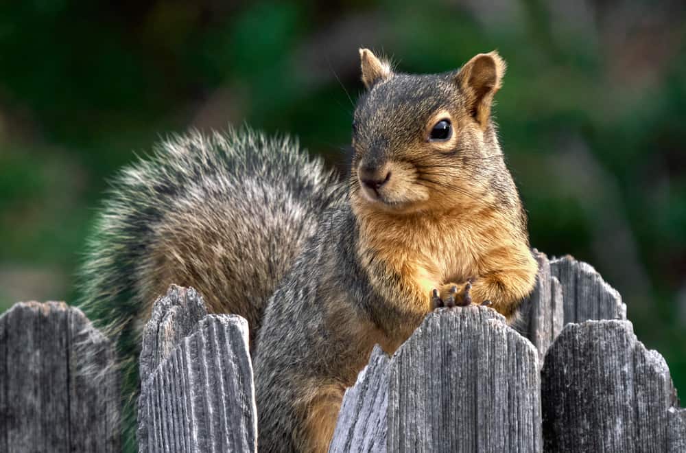 Squirrels Habits and Biology