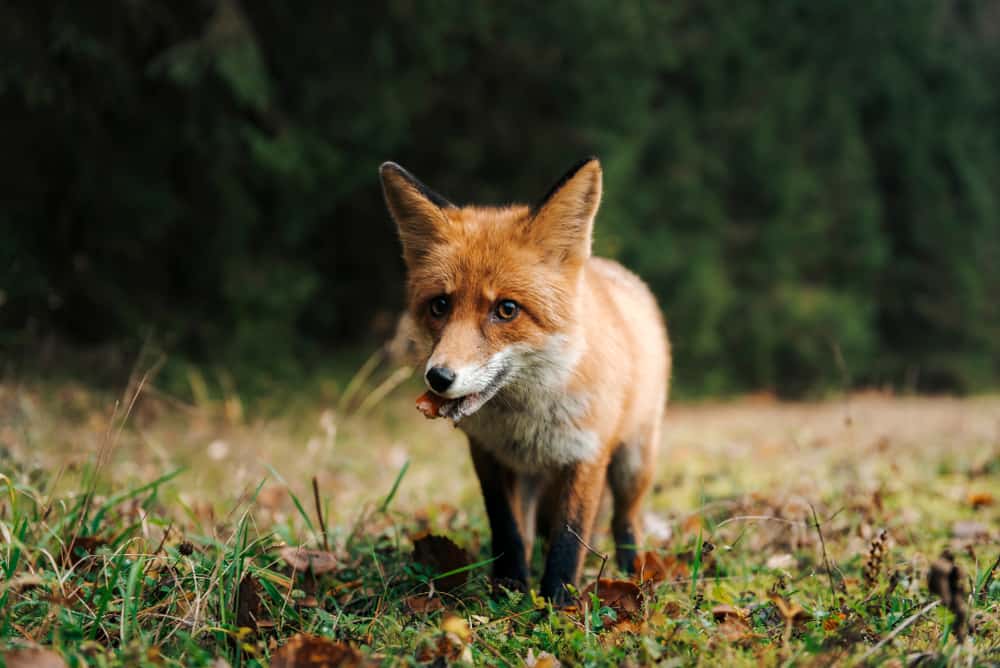 Tips for Feeding Kit Foxes