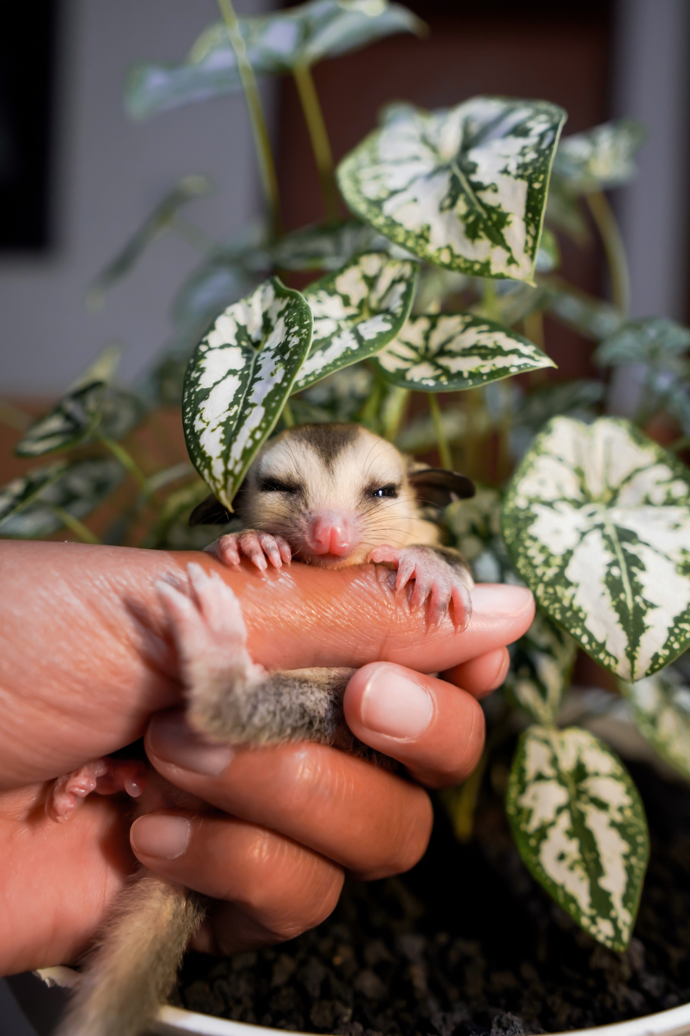 Tips to Feed Baby Possums