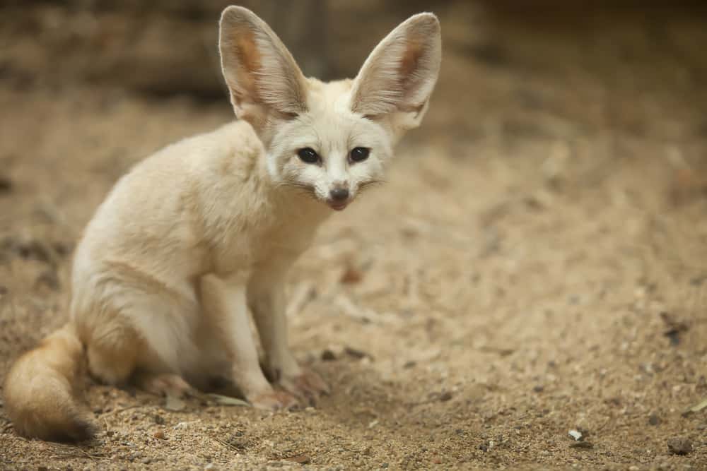 Tips to Feed Fennec Foxes