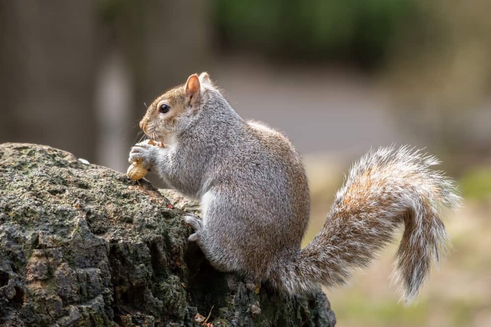 Tips to Feed Squirrels