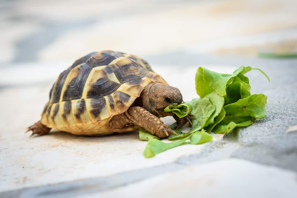 Tips to Feed Turtles