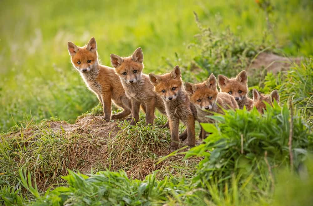 Top 13 Predators of a Fox