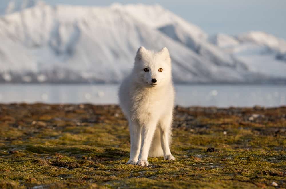 What Do Arctic Foxes Like to Eat the Most (Foods Avoid)