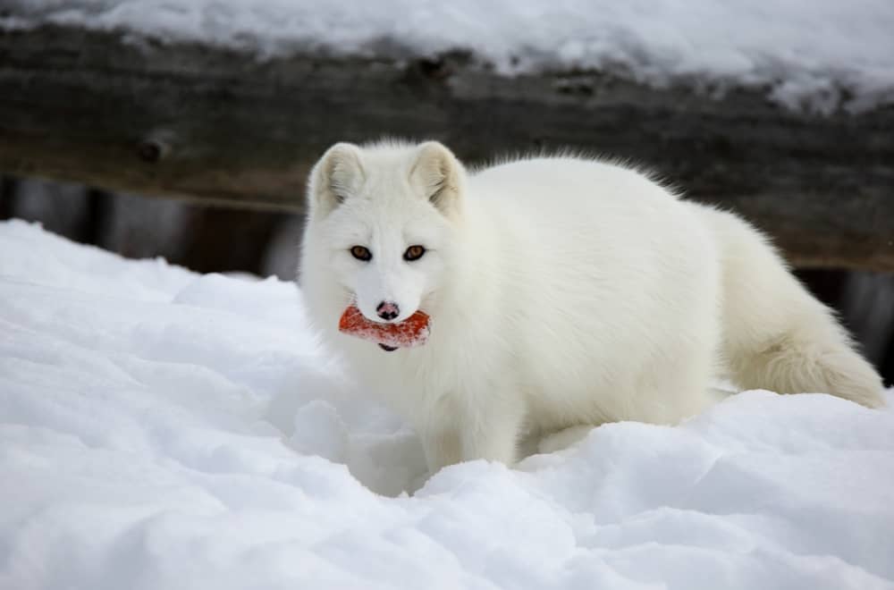 What Do Arctic Foxes Like to Eat the Most