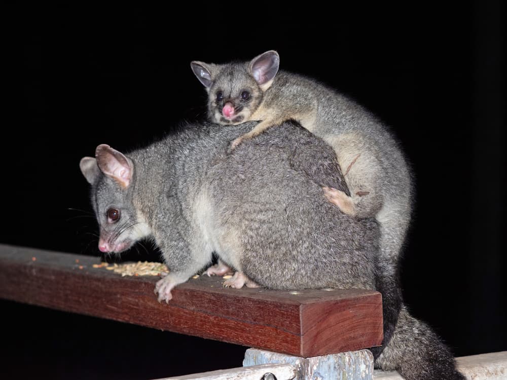 What Do Baby Possums Like to Eat Most