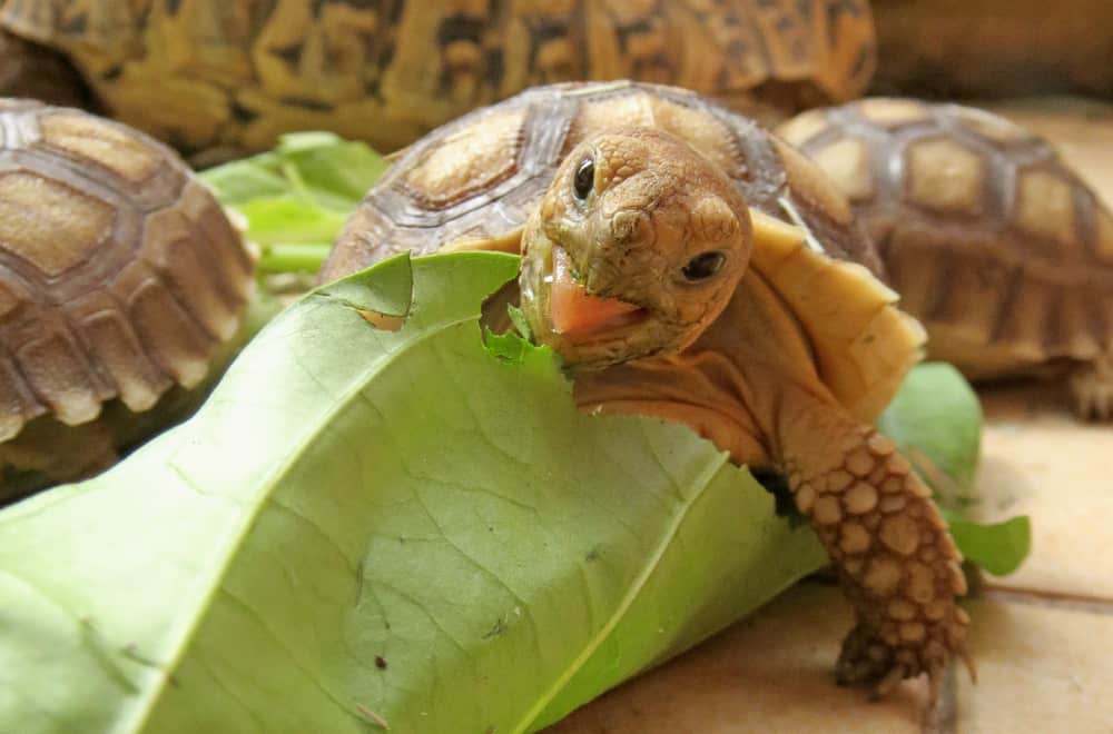 What Do Baby Turtles Like to Eat Most