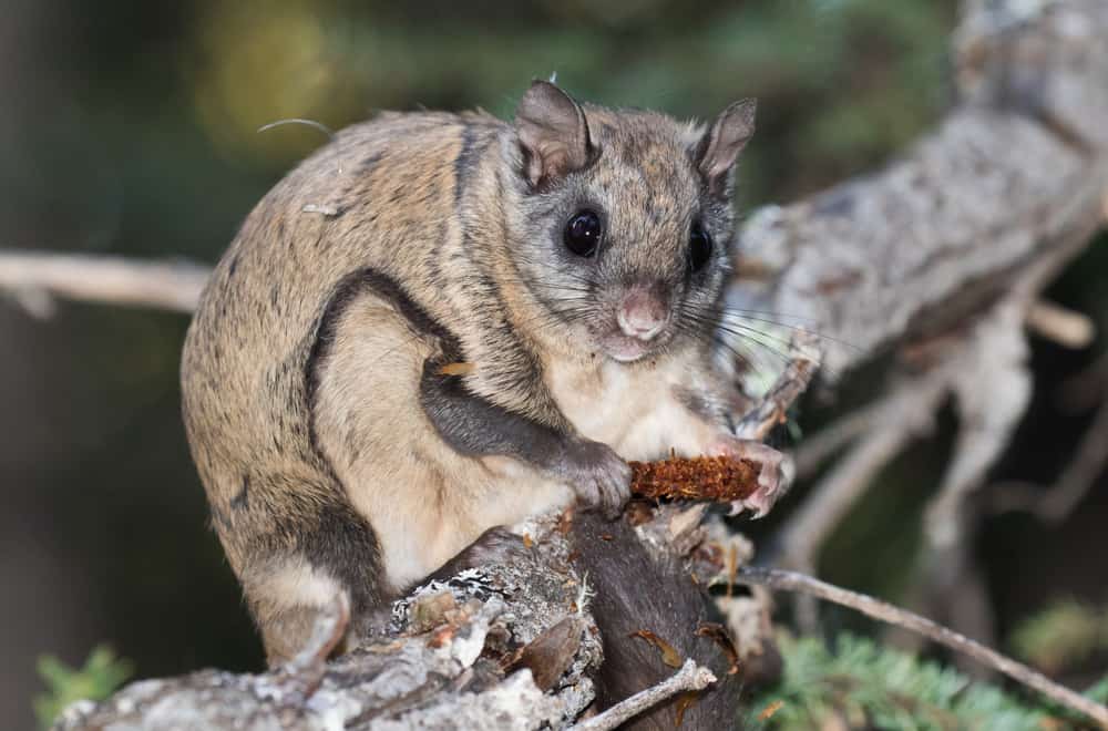 What Do Flying Squirrels Like To Eat Most