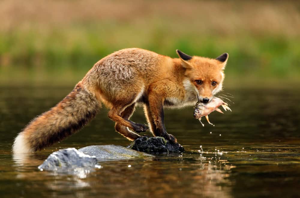 What Do Foxes Like To Eat Most (Fox diet)