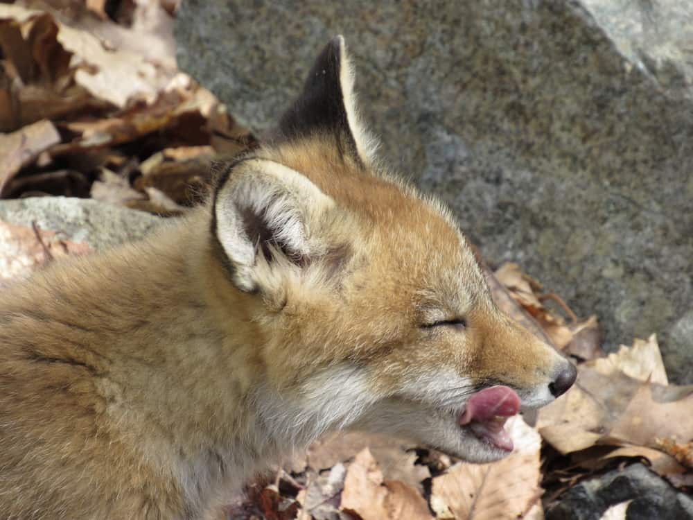 What Do Kit Foxes Eat 