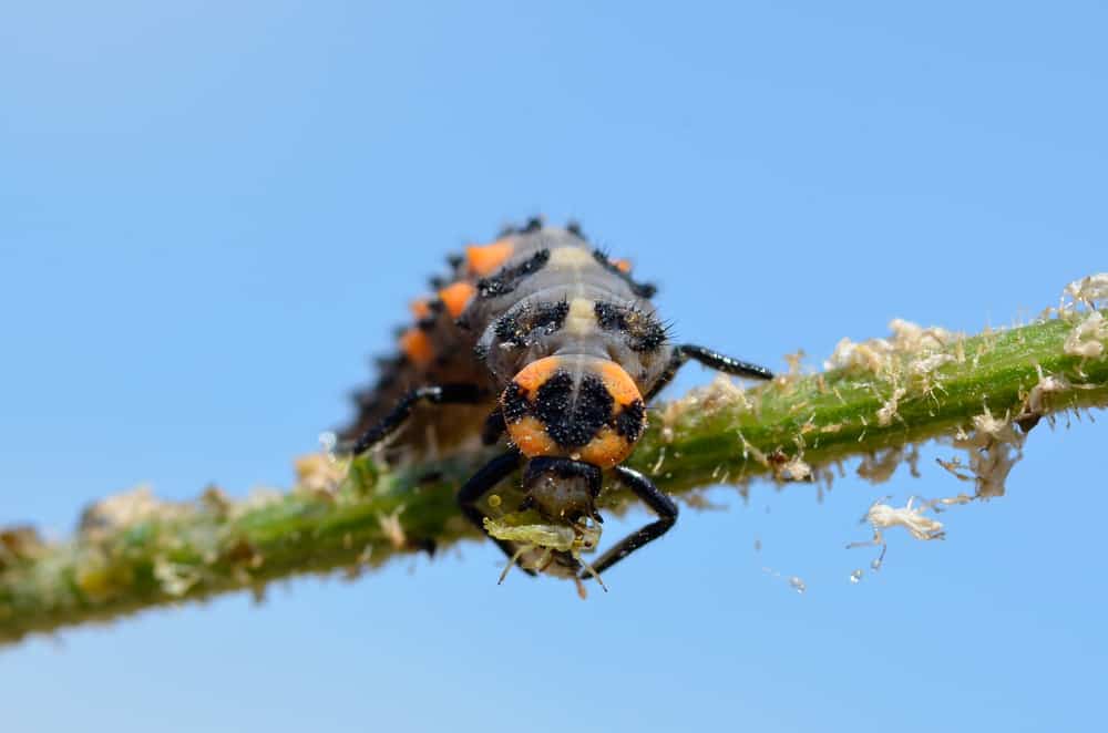 What Do Ladybug Larvae Like to Eat Most