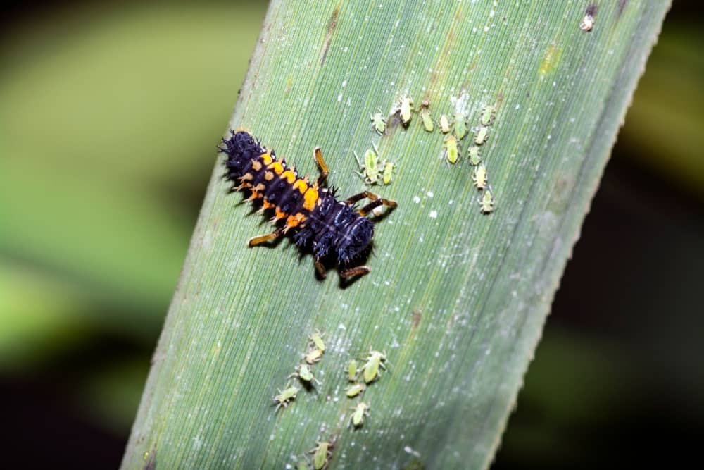 What Do Ladybug Larvae eat