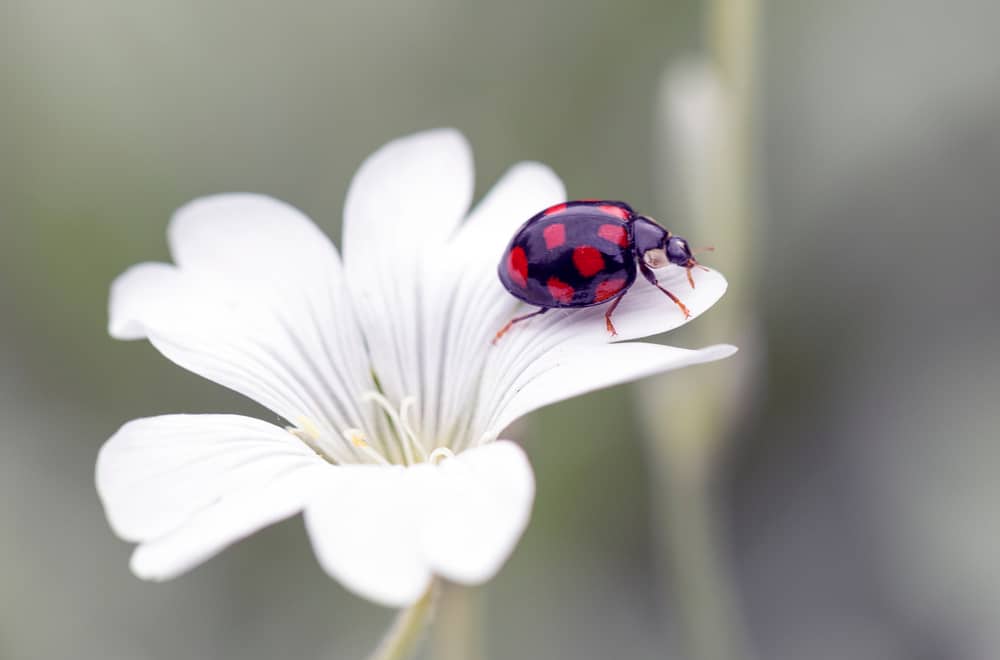 What Do Ladybugs Like to Eat Most