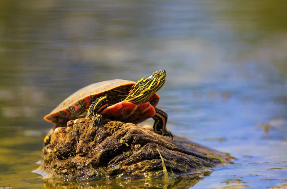 What Do Painted Turtles Like to Eat the Most (Foods Avoid)