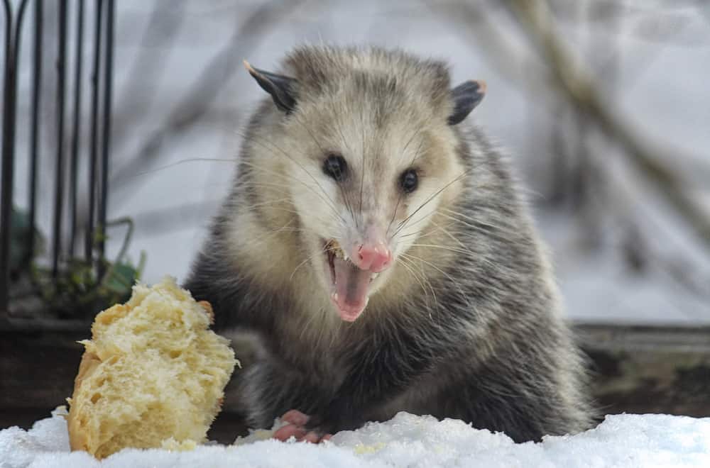What Do Possums Like To Eat Most