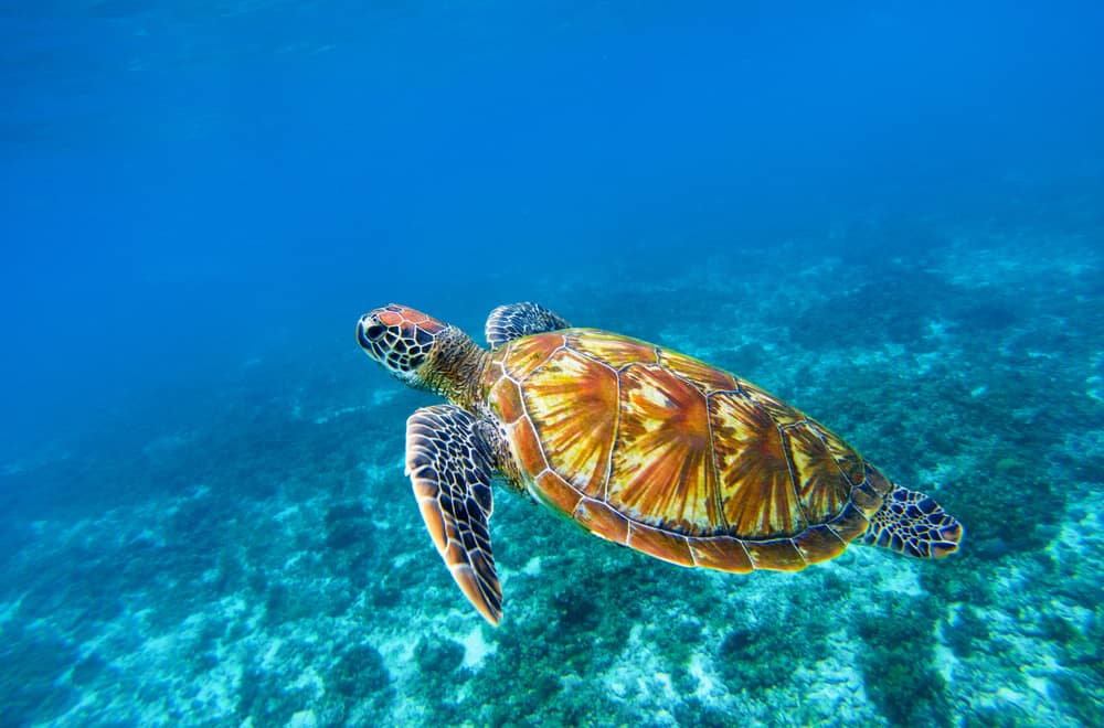 What Do Sea Turtles Eat (7 Different Dietary Preferences)