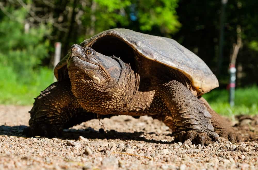  ce fac broaștele țestoase să mănânce cel mai mult (alimentele Evită)