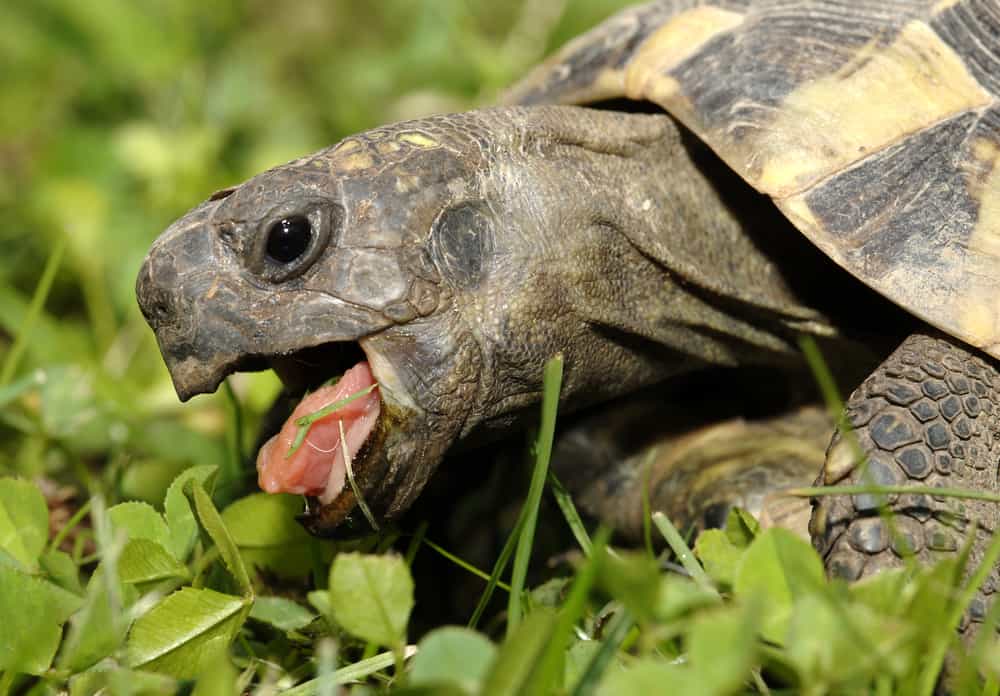 What Do Turtles Eat