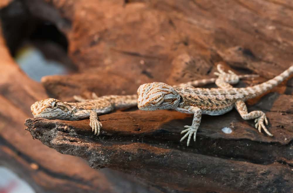 What Does Baby Bearded Dragons Eat (Foods Avoid)