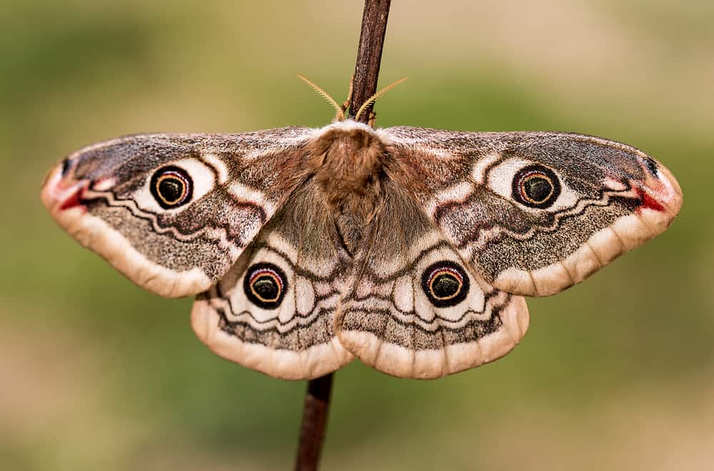 What do Moths Eat (8 Prevent Tips)