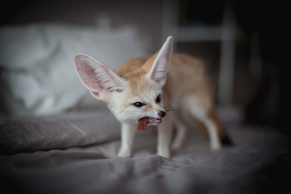what do Fennec Foxes eat