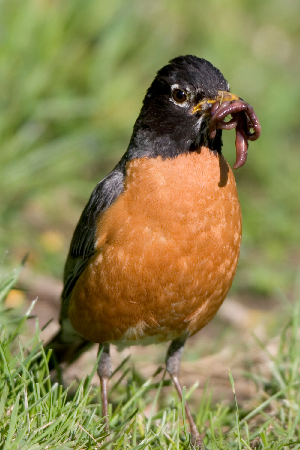 7 Things Robins Like to Eat Most (Diet, Care & Feeding Tips)
