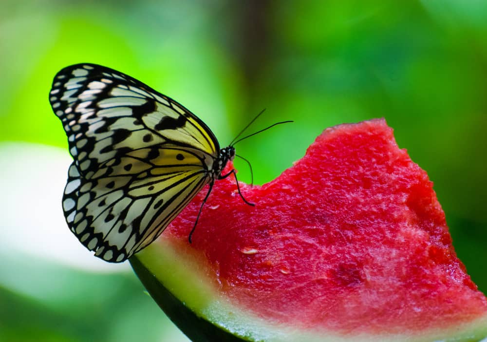 12 Things Butterflies Like To Eat Most (Diet, Care & Feeding Tips)