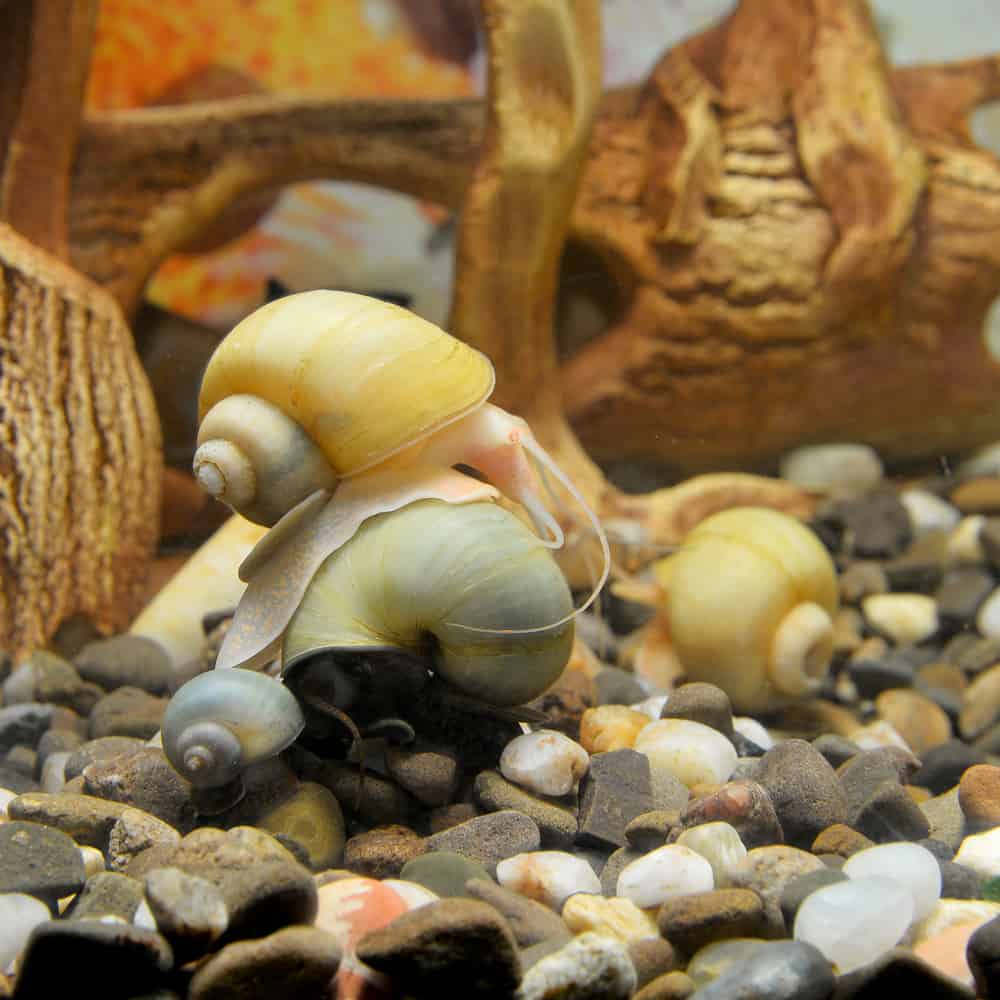 Do Water Snails Eat Dirt
