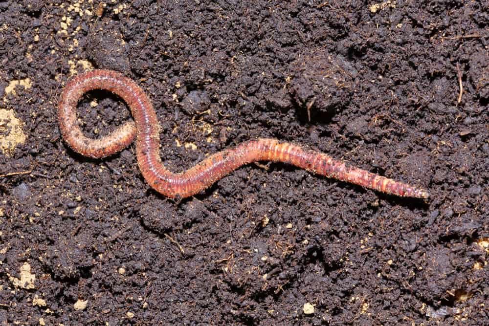 Do Worms Eat Dirt